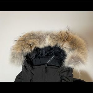 Canada Goose wild coyote fur